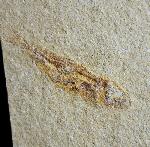 Ascalabos voithii MUENSTER 1839 - Bild © FossNet FossilienStore